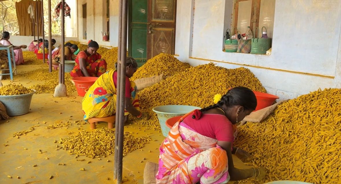 Turmeric image 9